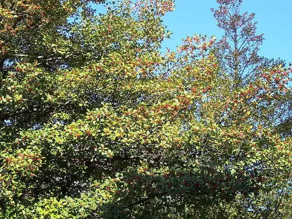 Photo of Ilex opaca (Ilex opacas)