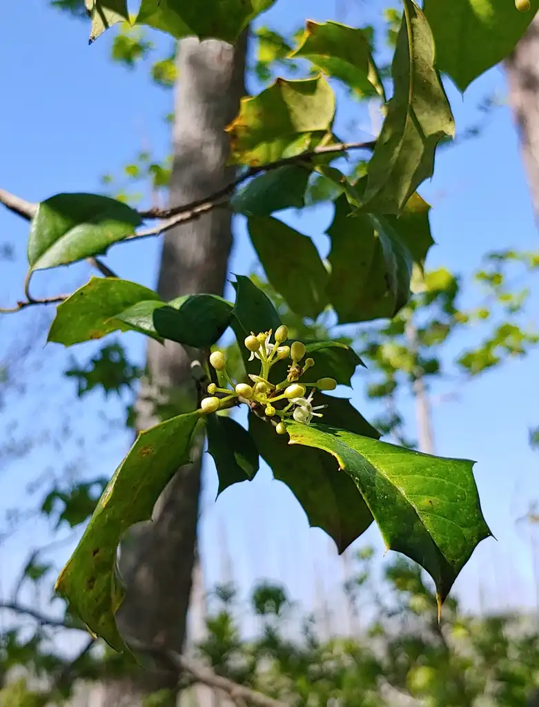 Photo of Ilex opaca (Ilex opacas)