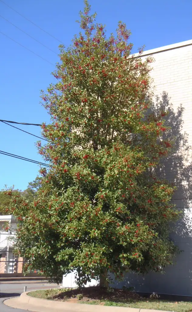 Photo of Ilex opaca - 'Greenleaf' Fruit Form:Jim Robbins