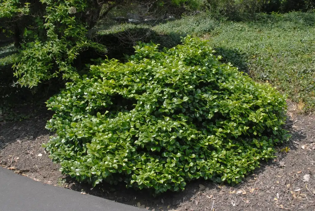 Photo of Ilex opaca - 'Clarendon Spreading' Form (Biltmore, NC):Jim Robbins