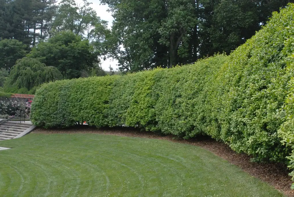 Photo of Ilex opaca - Hedge (Biltmore, NC):Jim Robbins
