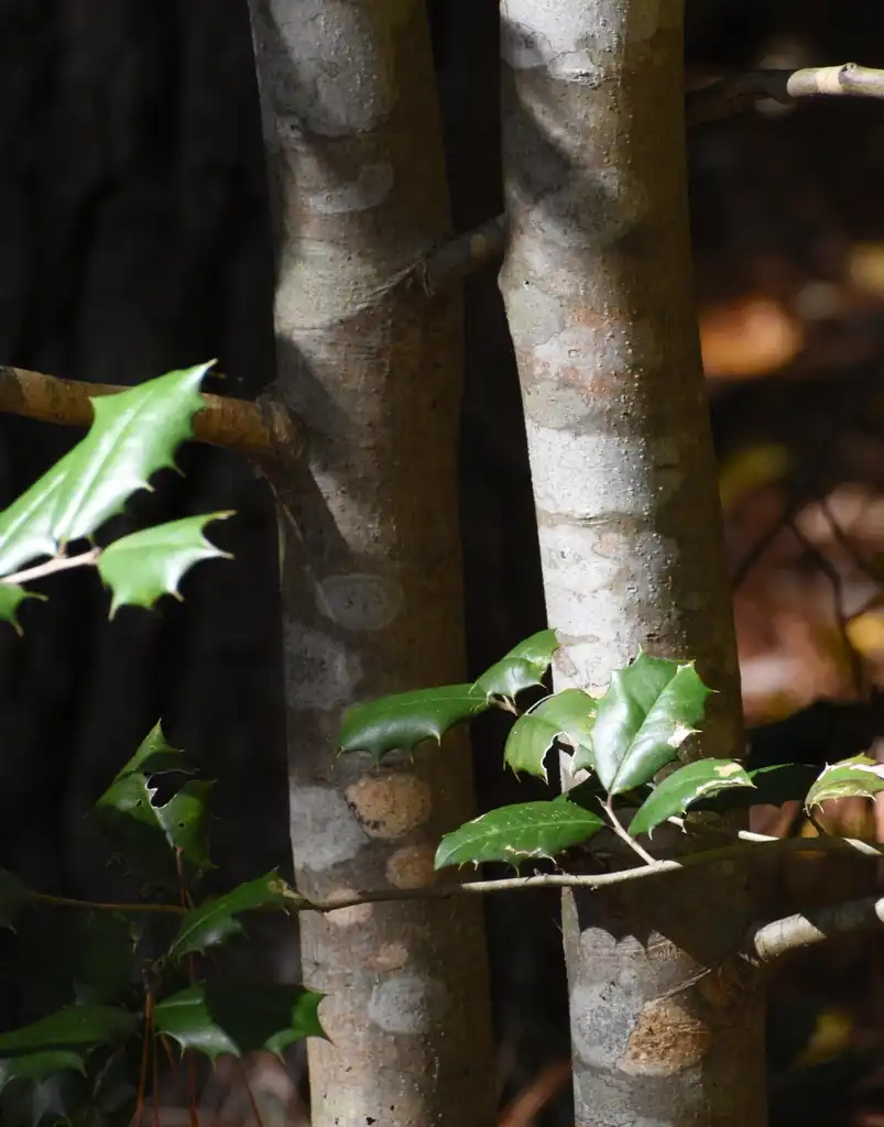Photo of Ilex opaca - Bark (Warren County, NC):Cathy Dewitt