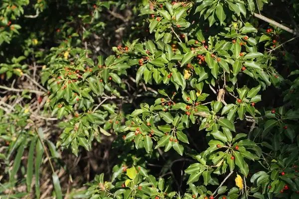 Фото Ilex pedunculosa (Ilex pedunculosas)