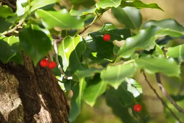 Фото Ilex pedunculosa (Ilex pedunculosas)