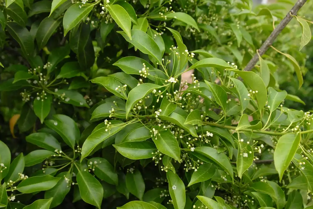 Фото Ilex pedunculosa - Flower and Leaves (NCSU Fletcher, NC):Jim Robbins
