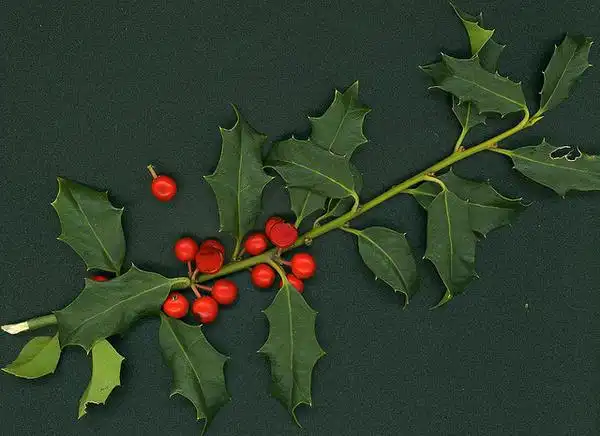 Foto de Ilex pernyi (Ilex pernyis)