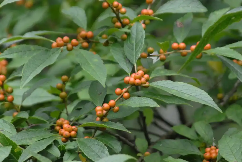 Фото Ilex verticillata 'Winter Gold' - Fruit and Leaves:Jim Robbins