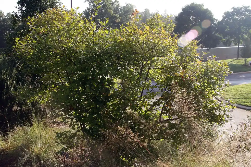 Фото Ilex verticillata x serrata (Ilex verticillata x serratas)