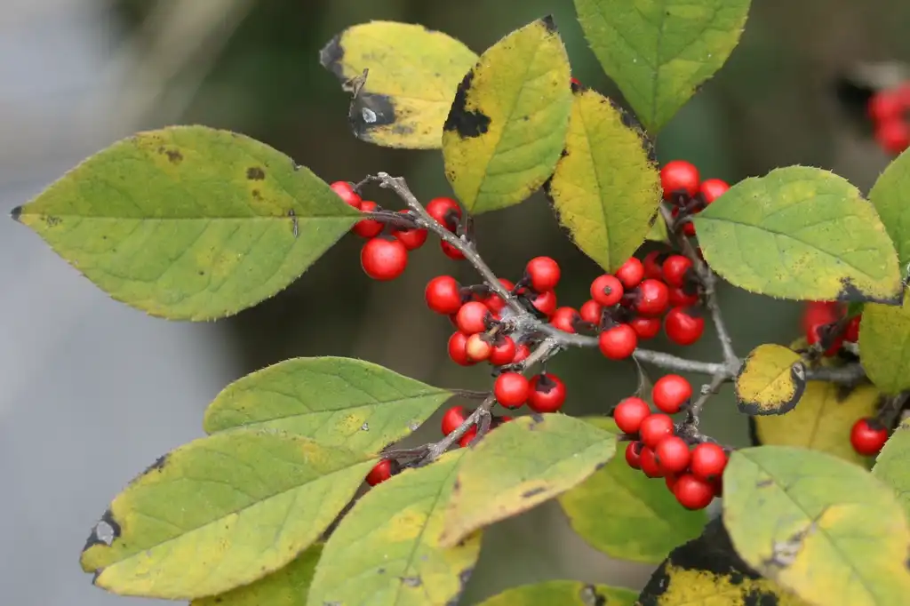 Фото Ilex verticillata x serrata (Ilex verticillata x serratas)