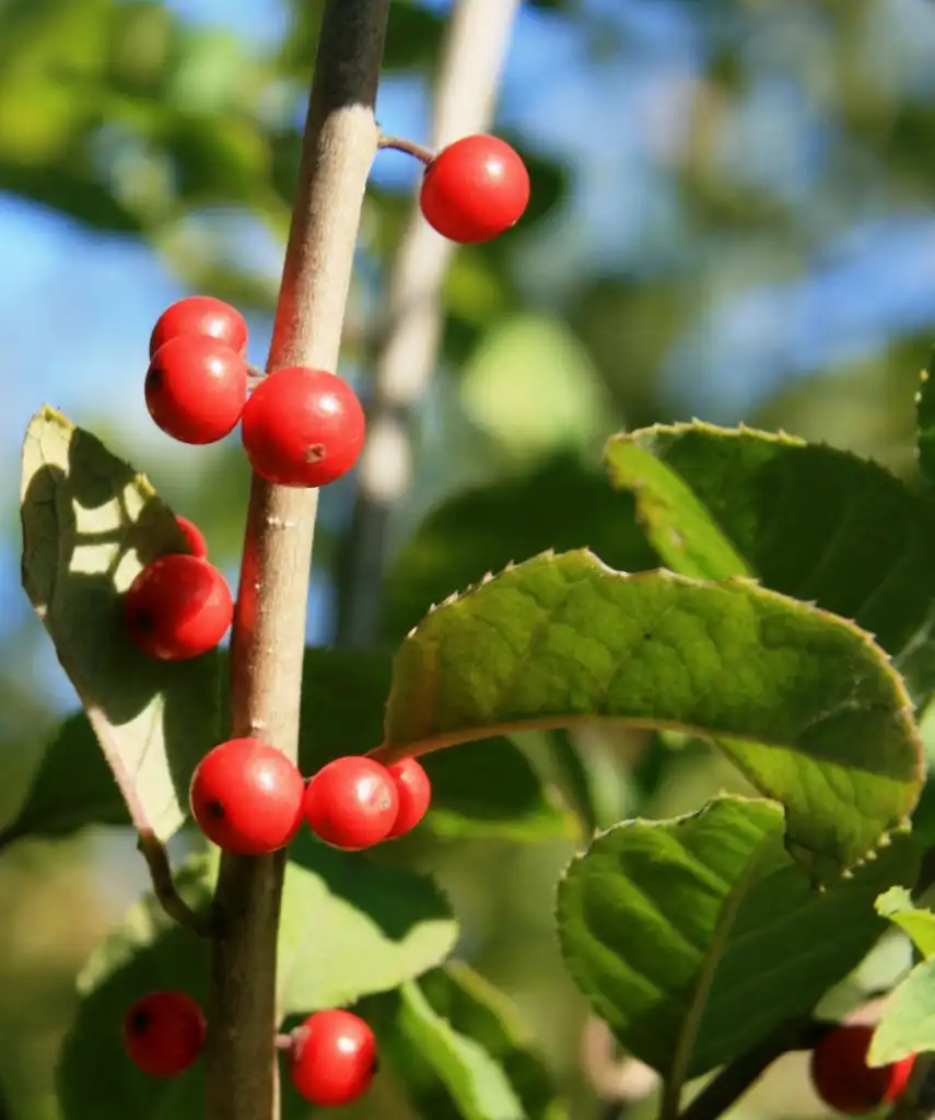 Фото Ilex verticillata x serrata - Fruit and stem:Alpsdake