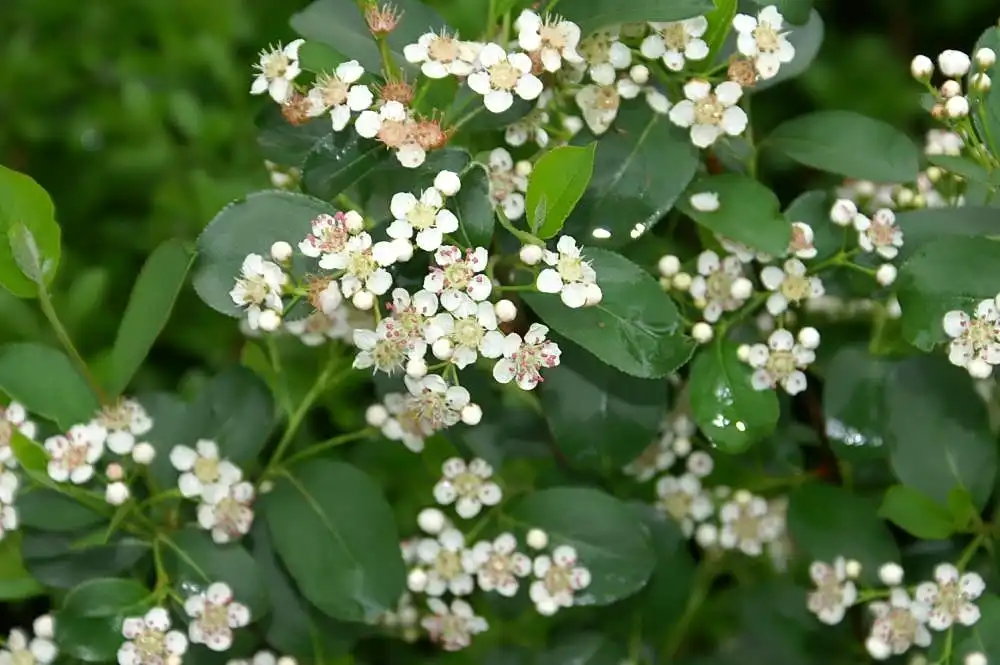 Фото Ilex verticillata x serrata - Flowers of 'Red Sprite':David J. Stang