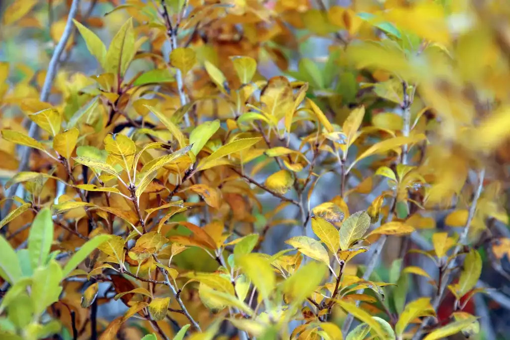 Фото Ilex verticillata x serrata - Fall form of 'Red Sprite':David J. Stang