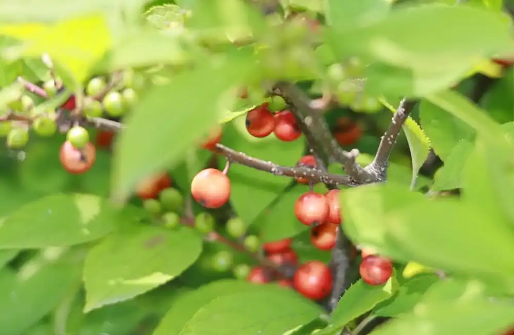 Фото Ilex verticillata x serrata - Fruit and leaves of 'Sparkleberry':David J. Stang