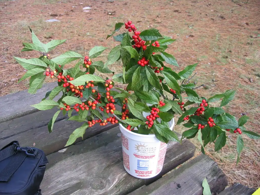 Foto de Ilex verticillata (Ilex verticillatas)