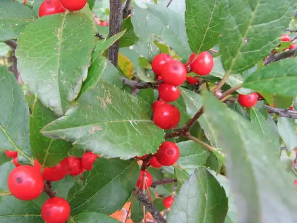 Foto de Ilex verticillata (Ilex verticillatas)