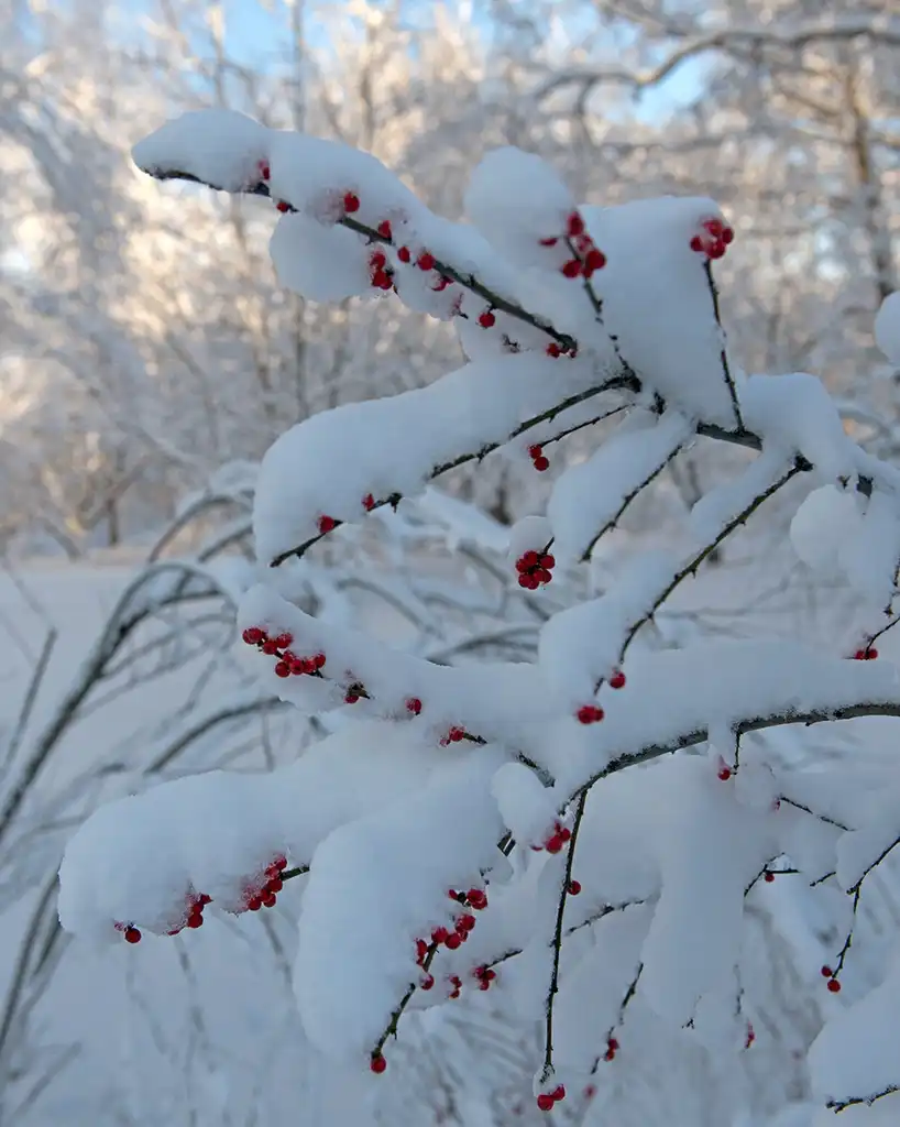 Foto de Ilex verticillata - Fruits provide winter interest.:Plant Image Library