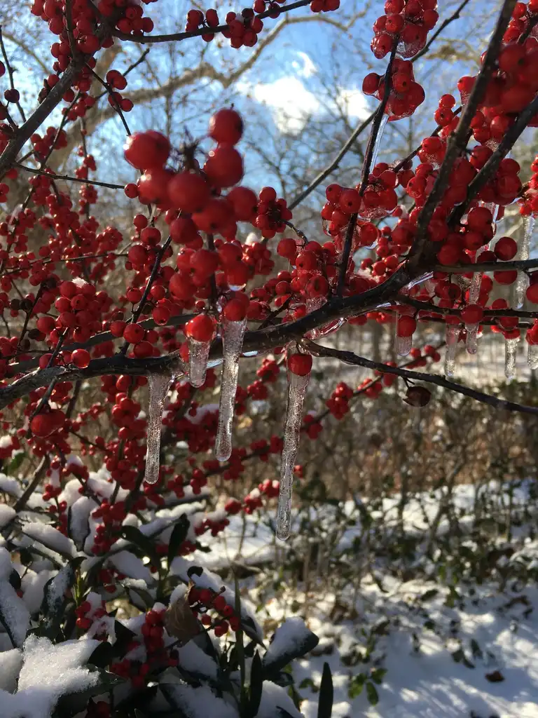 Foto de Ilex verticillata - fruit in snow and ice:Kristine Paulus