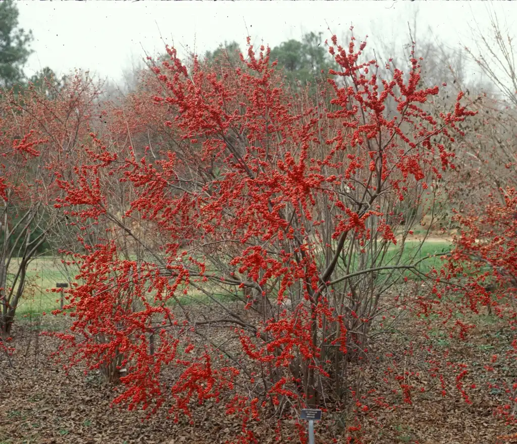 Foto de Ilex verticillata - Ilex verticillata 'Winter Red' Form:Jim Robbins