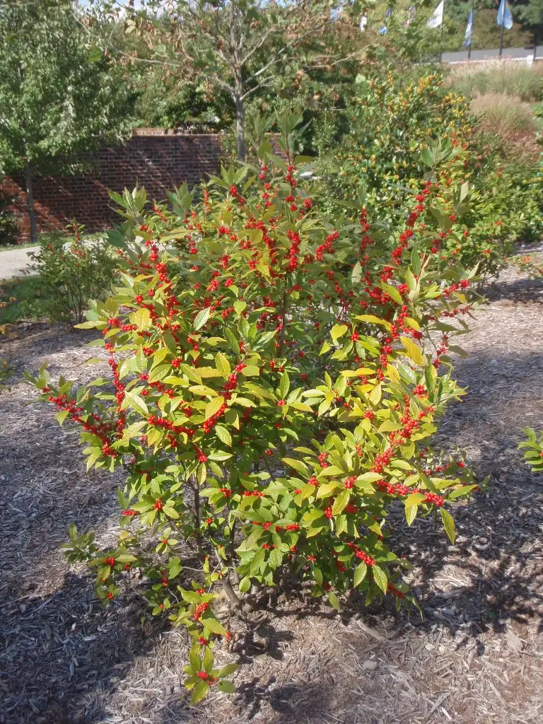 Foto de Ilex verticillata - Form:Jim Robbins