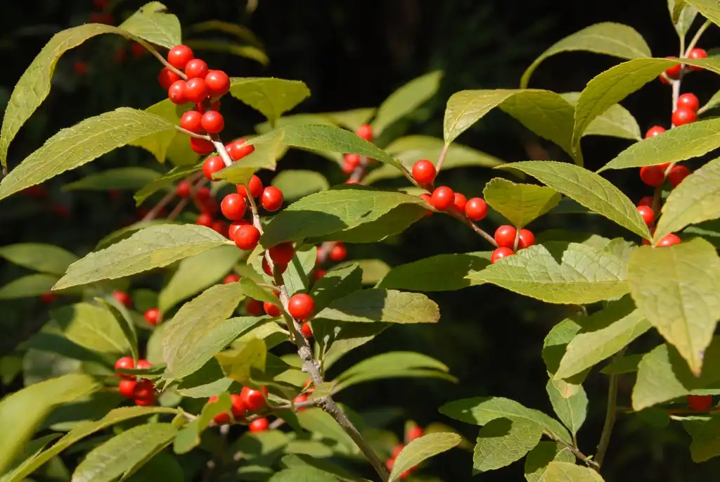 Foto de Ilex verticillata - 'Jolly Red' Fruit and Leaf:Jim Robbins