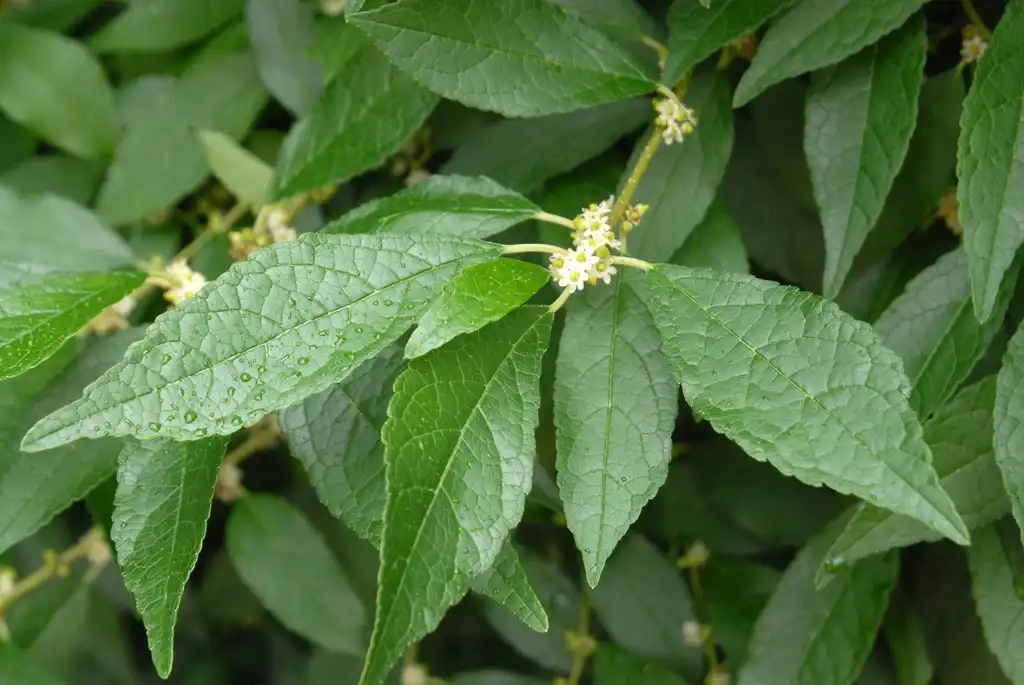 Foto de Ilex verticillata - 'Winter Gold' Flower and Leaves:Jim Robbins