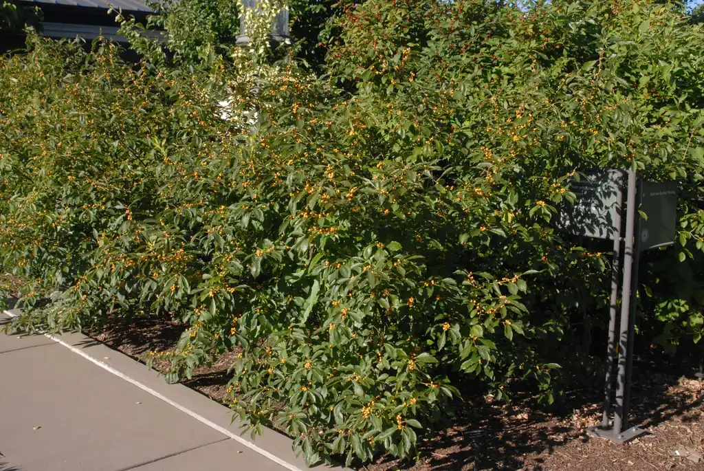 Foto de Ilex verticillata - 'Golden Verboom' Fruit Form:Jim Robbins