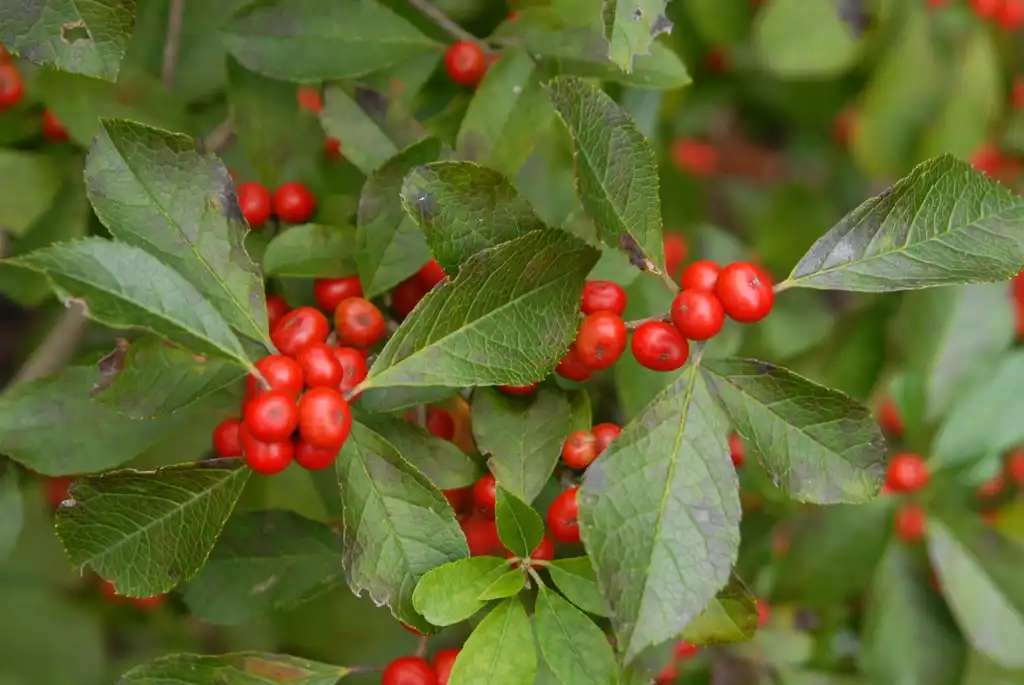 Foto de Ilex verticillata - 'Red Sprite' Fruit and Leaves:Jim Robbins