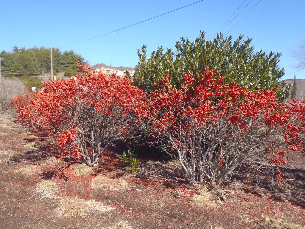 Foto de Ilex verticillata - Fruit Form (Ashville, NC):Jim Robbins