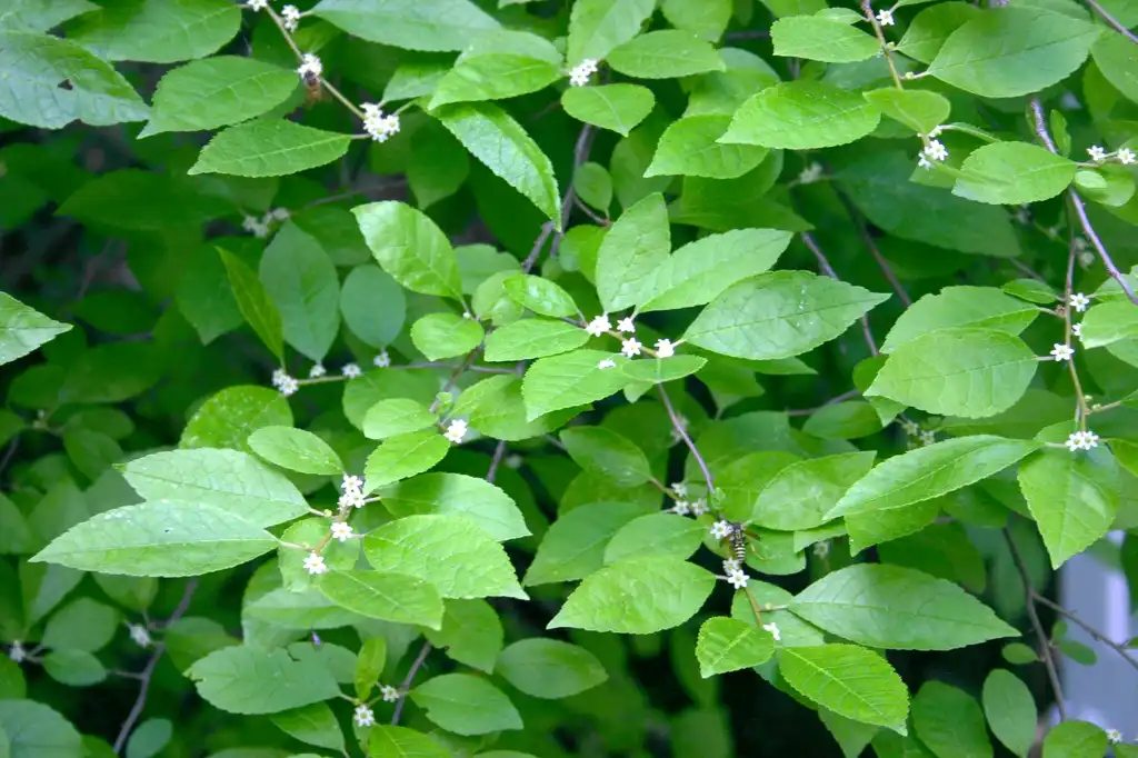 Foto de Ilex verticillata - leaves and flowers:SB Johnny
