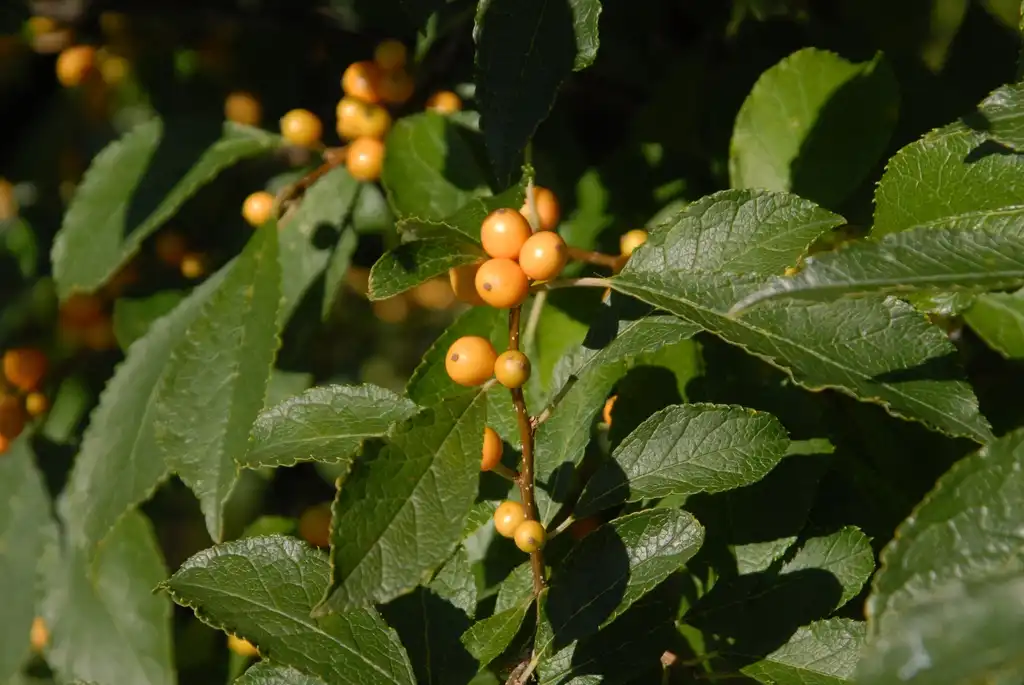 Foto de Ilex verticillata - 'Golden Verboom' Fruit and Leaves:Jim Robbins