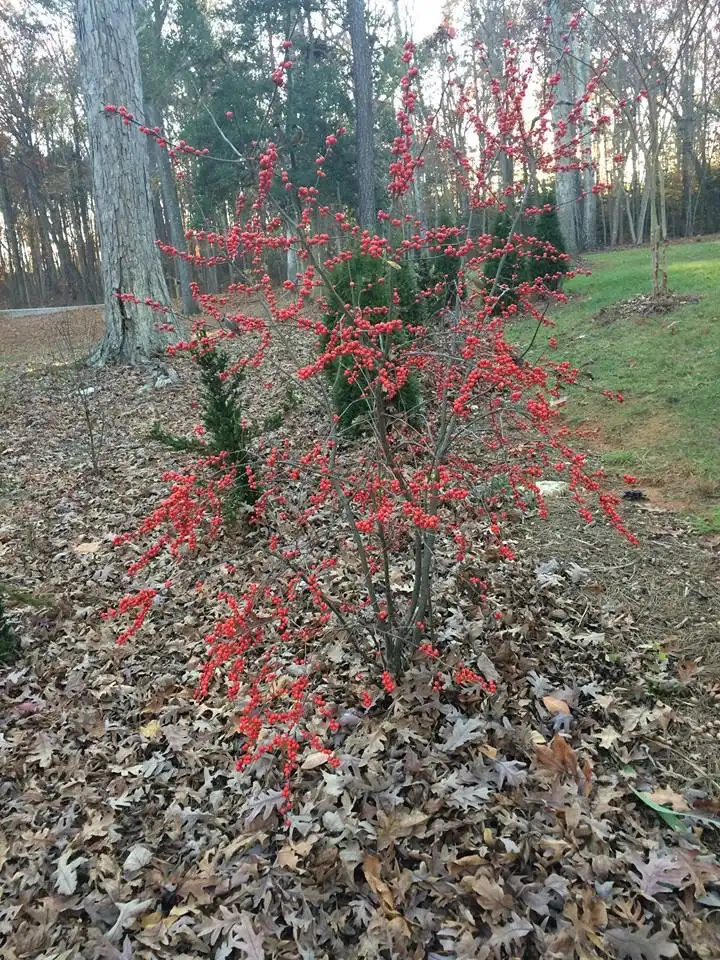 Foto de Ilex verticillata - Form and Berries (Wake County,NC)-Winter:Cathy Dewitt