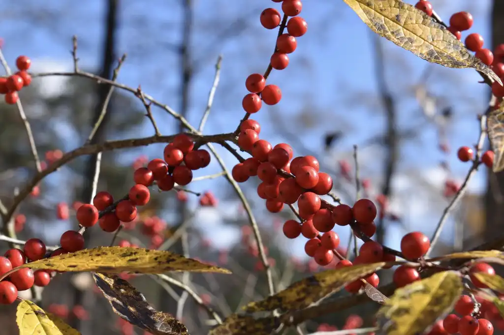 Foto de Ilex verticillata - Branch with berries (Wake County, NC)-Early Winter:Cathy Dewitt
