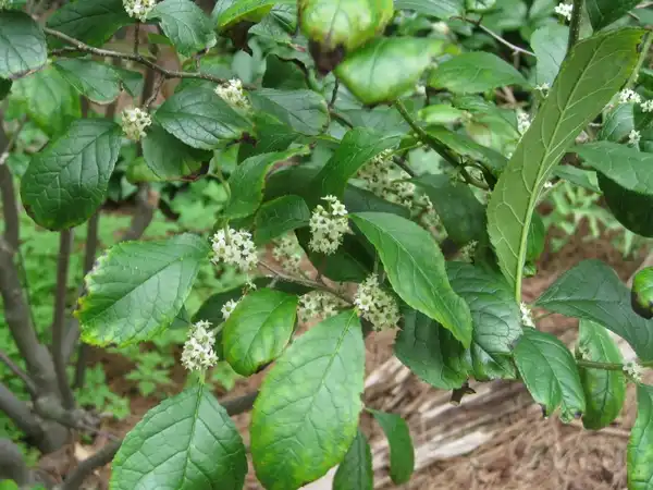 Foto de Ilex verticillata - Flower close up:Cranbrook_Science