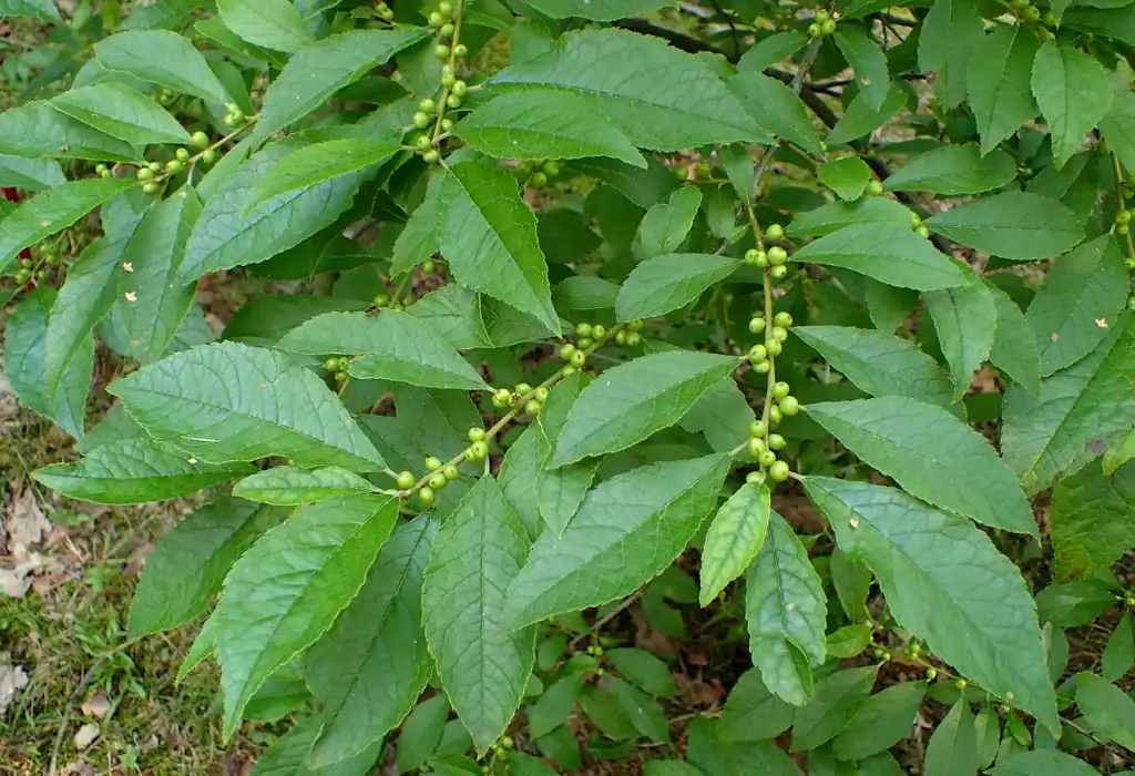 Foto de Ilex verticillata - leaves and berries:Krzysztof Ziarnek, Kenraiz