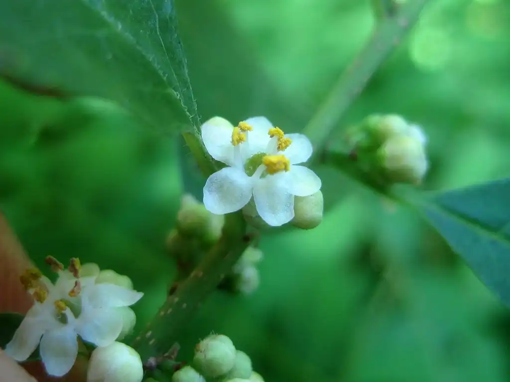 Foto de Ilex verticillata - male flowers:Rob Routledge, Sault College, Bugwood.org
