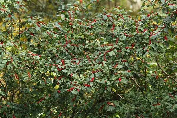 Foto de Ilex verticillata - Form:Tom Potterfield