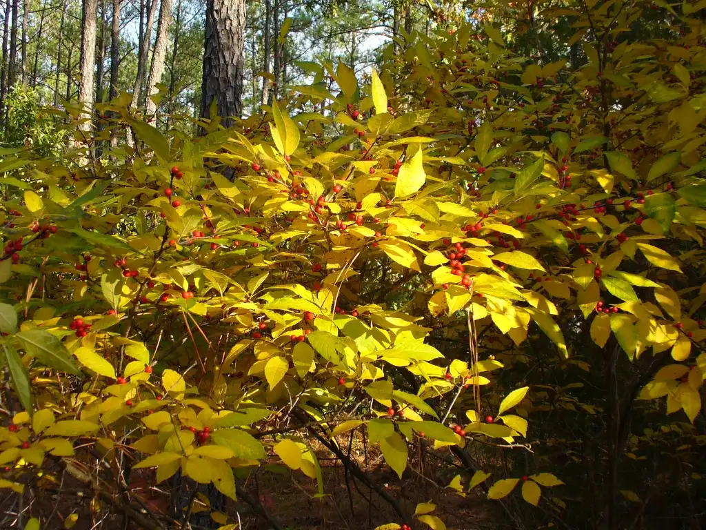 Foto de Ilex verticillata - in fall in Moore County:Susan Strine