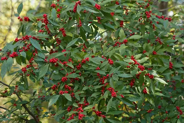 Foto de Ilex verticillata - Ilex verticillata 'Bright Horizon' in fruit:Tom Potterfield