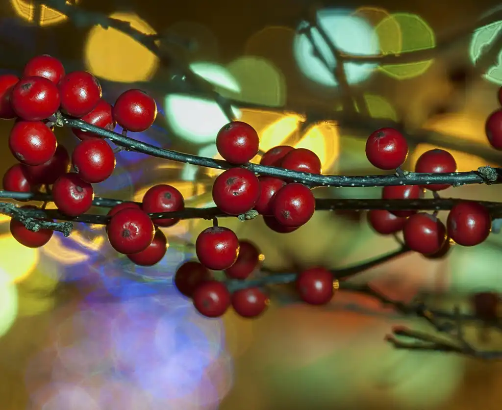Foto de Ilex verticillata - berries with street lights in December:Rodger Evans