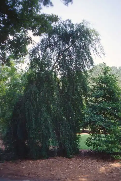Foto de Ilex vomitoria f. pendula (Ilex vomitoria f. pendulas)