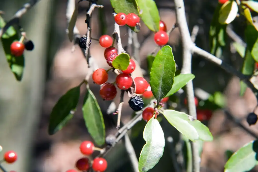 Foto de Ilex vomitoria f. pendula (Ilex vomitoria f. pendulas)