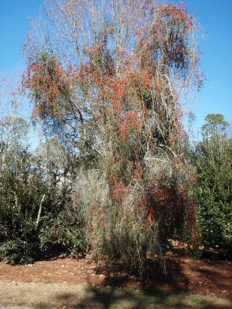 Foto de Ilex vomitoria f. pendula - Fruit Form:Jim Robbins