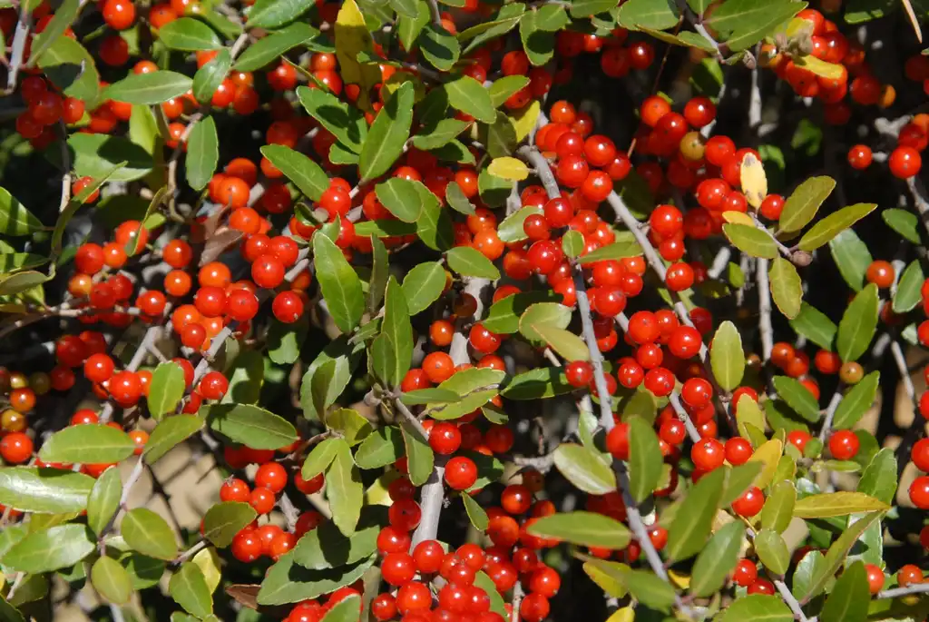Foto de Ilex vomitoria f. pendula - Fruit Close-up:Jim Robbins