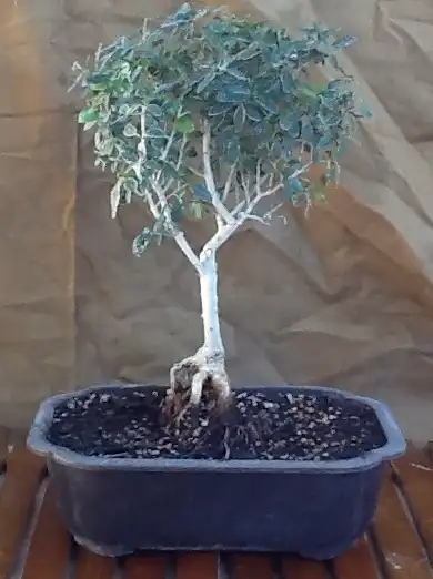 Фото Ilex vomitoria 'Nana' (Ilex vomitoria 'Nana's)