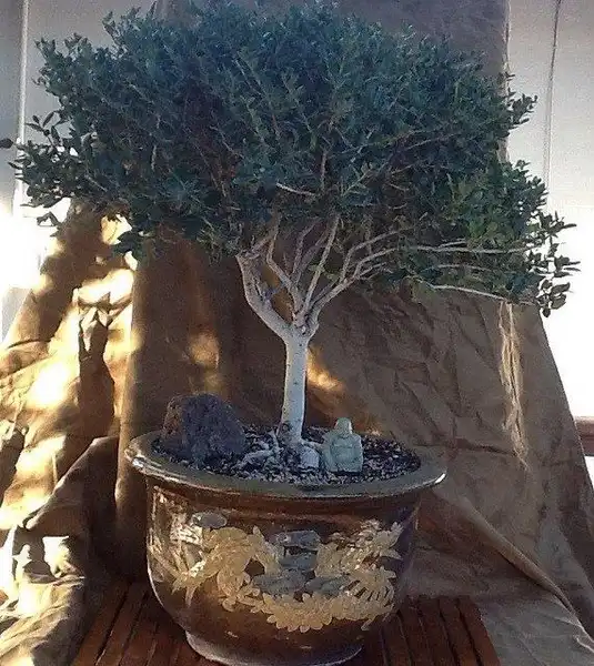 Фото Ilex vomitoria 'Nana' (Ilex vomitoria 'Nana's)