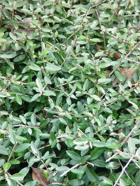 Фото Ilex vomitoria 'Nana' - Close up of leaves:JC Raulston Arboretum