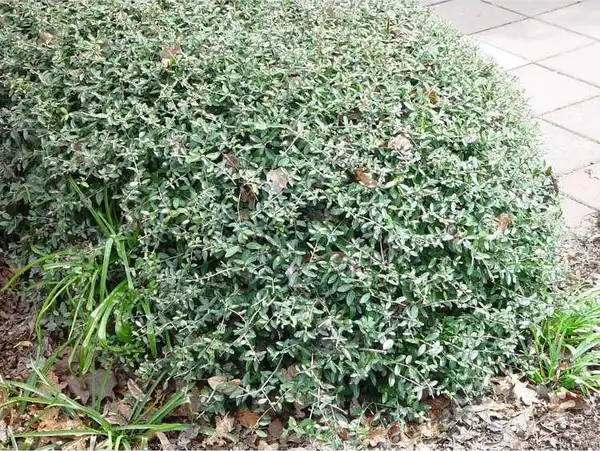 Фото Ilex vomitoria 'Nana' - :JC Raulston Arboretum
