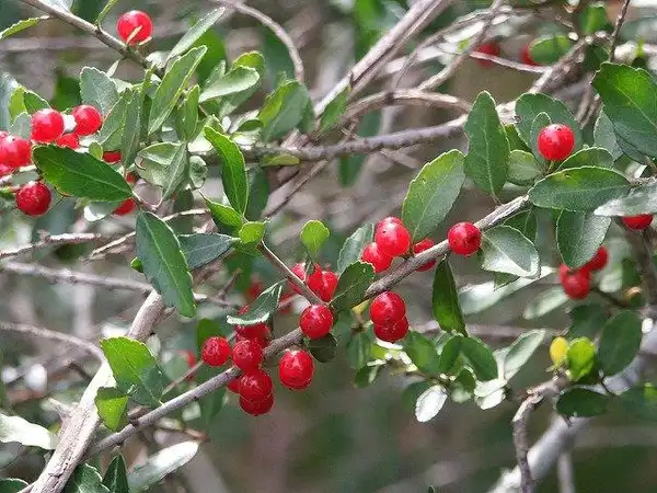 Photo of Ilex vomitoria (Ilex vomitorias)