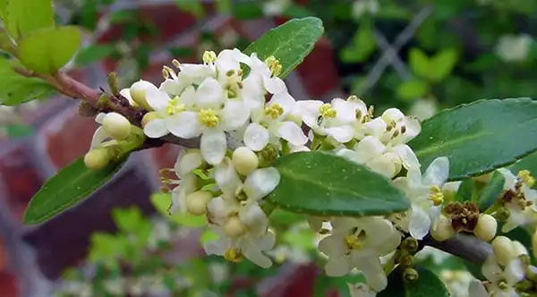 Photo of Ilex vomitoria (Ilex vomitorias)