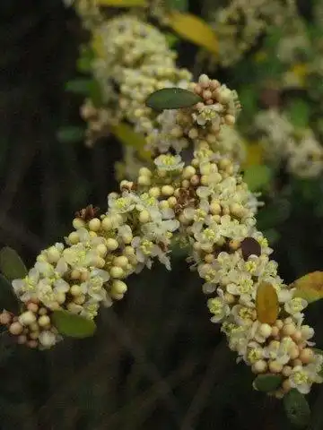 Photo of Ilex vomitoria - Flowers:Eleanor